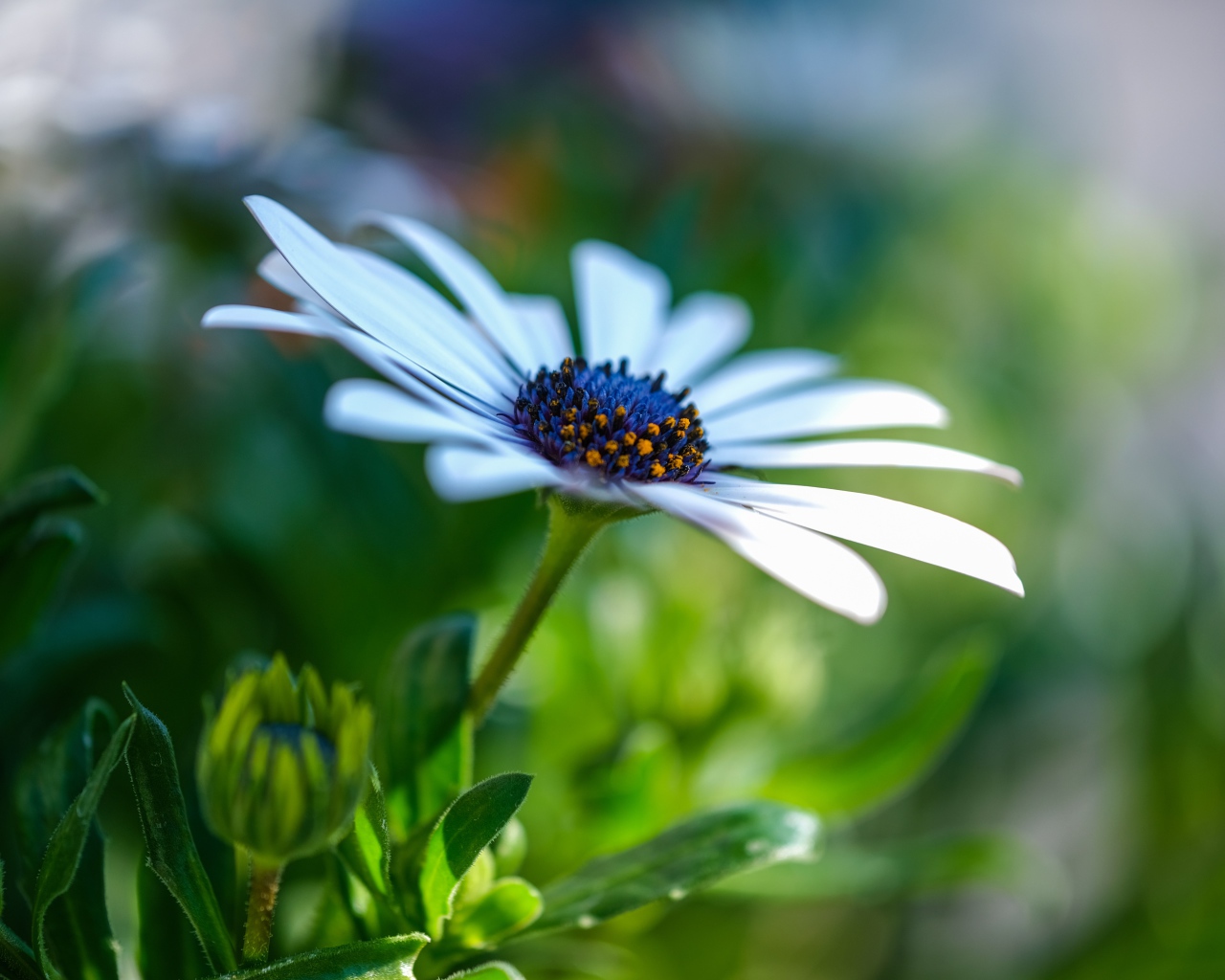 Цветок остеоспермум с бутонами крупным планом