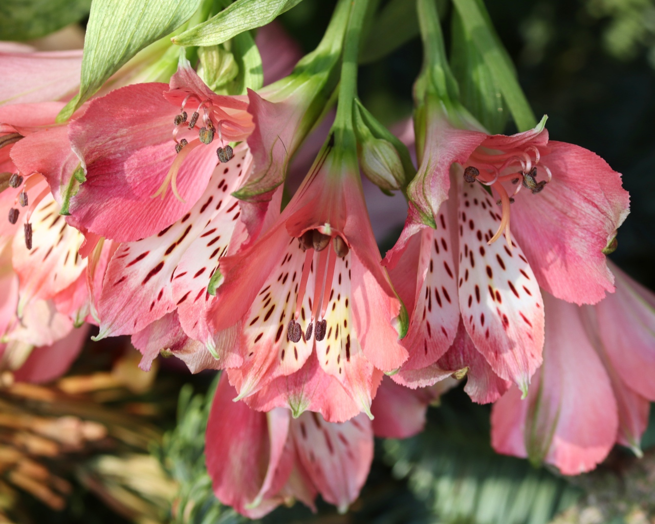 Розовые цветы альстромерия крупным планом