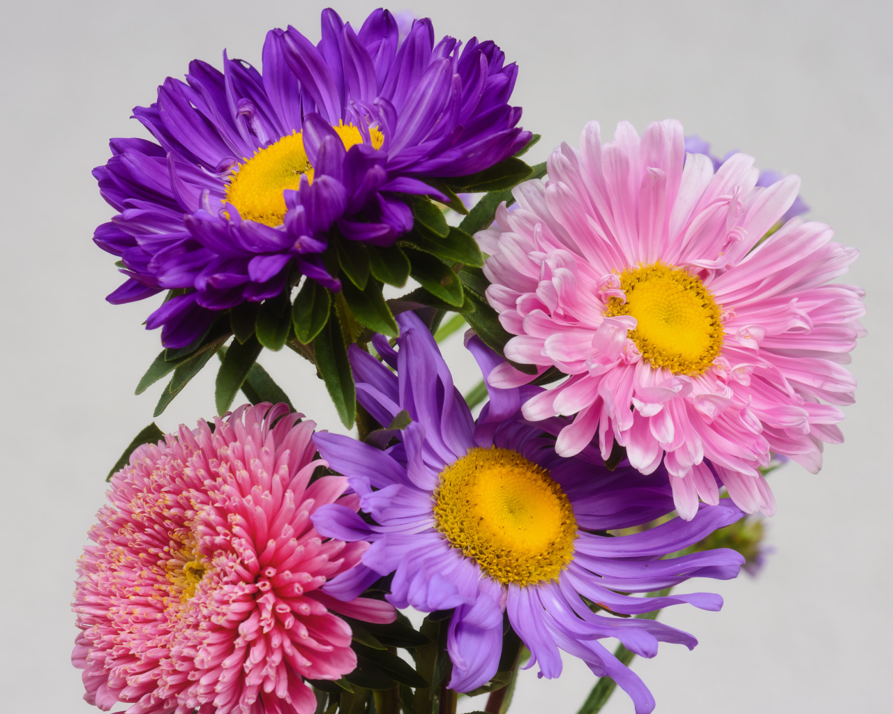 Розовые и сиреневые астры на сером фоне