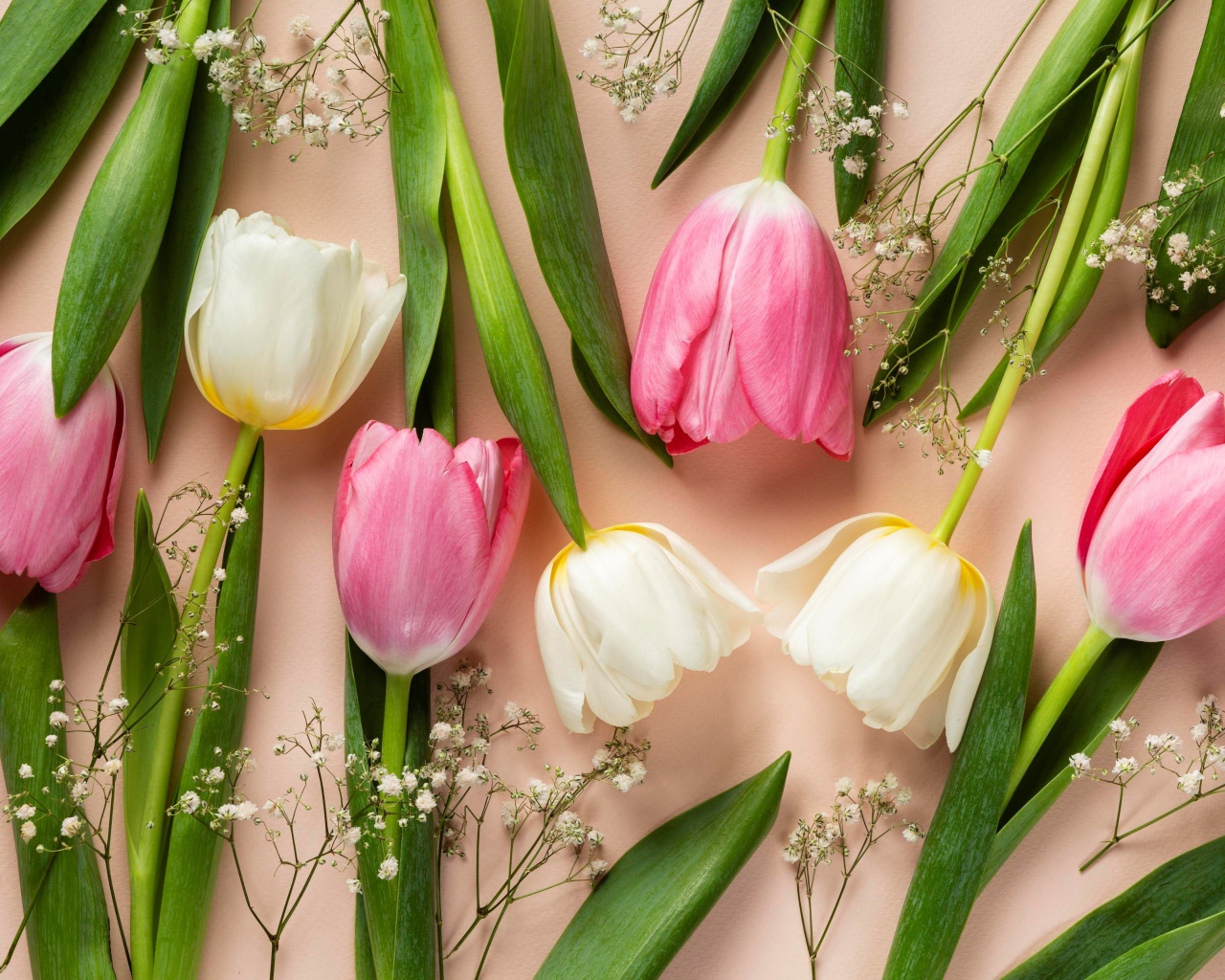 Розовые и белые тюльпаны на розовом фоне