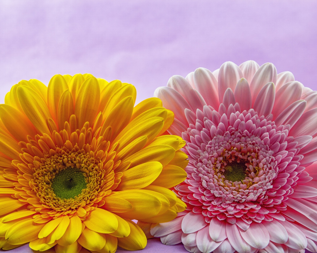 Розовый и желтый цветок герберы крупным планом