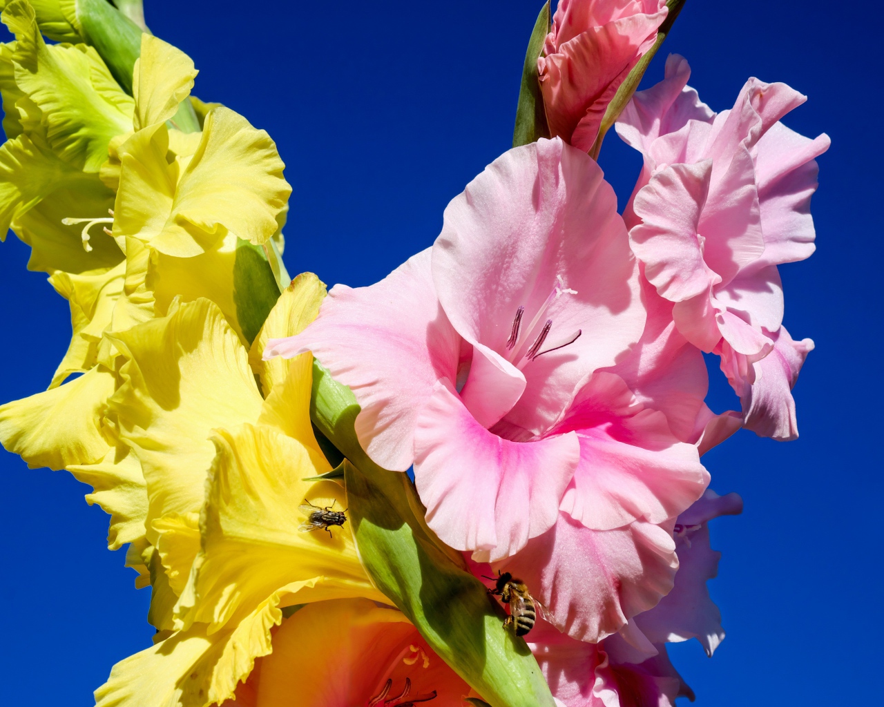 Розовые и желтые цветы гладиолуса на фоне неба