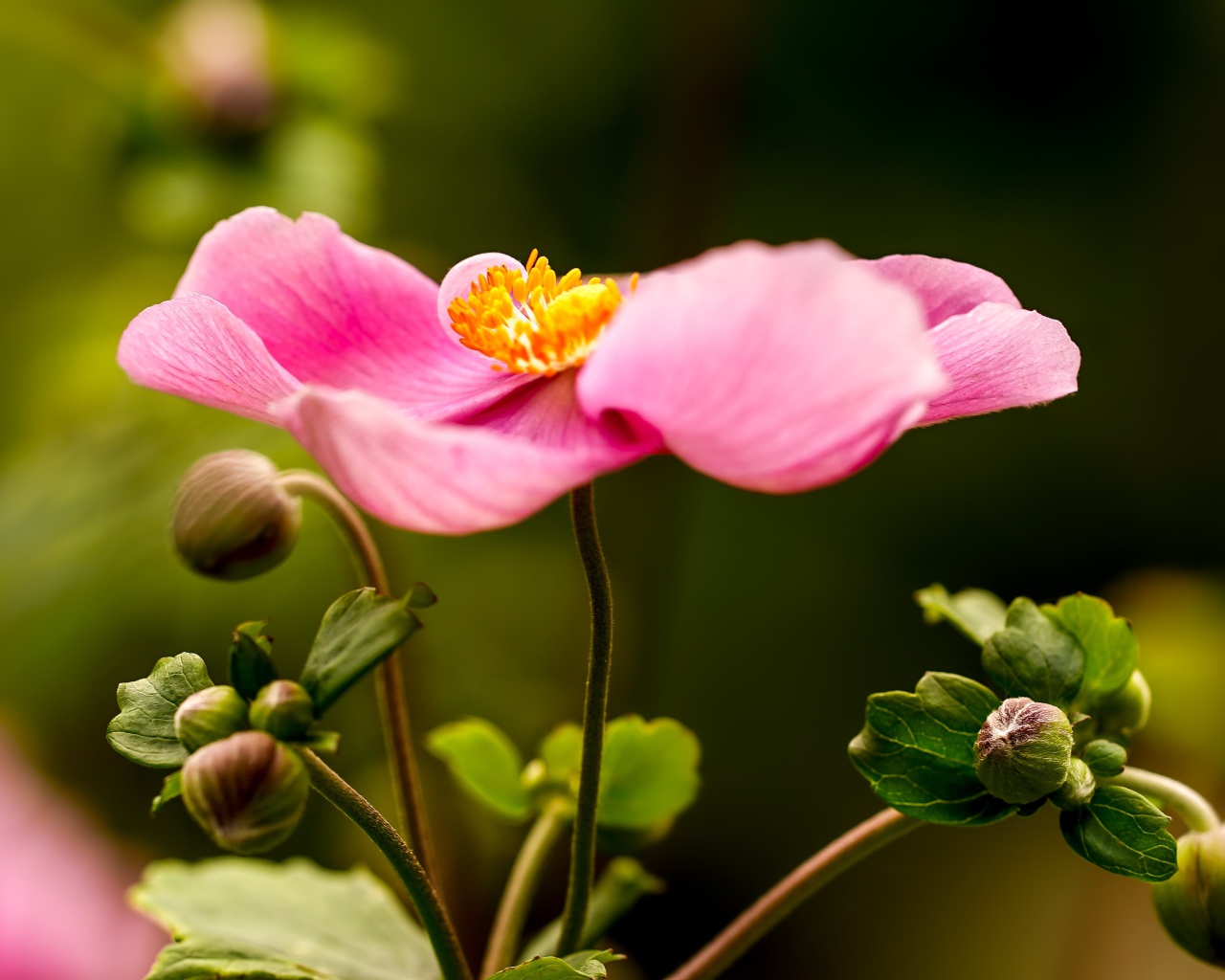 Розовый цветок анемона с бутонами 