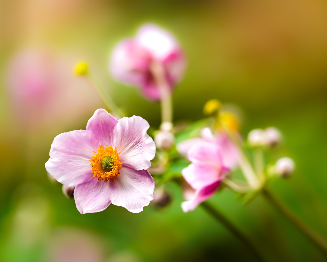 Розовые цветы анемоны с бутонами крупным планом