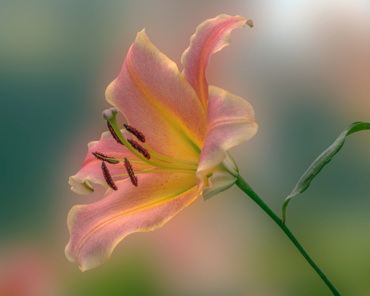 Розовый красивый цветок садовой лилии