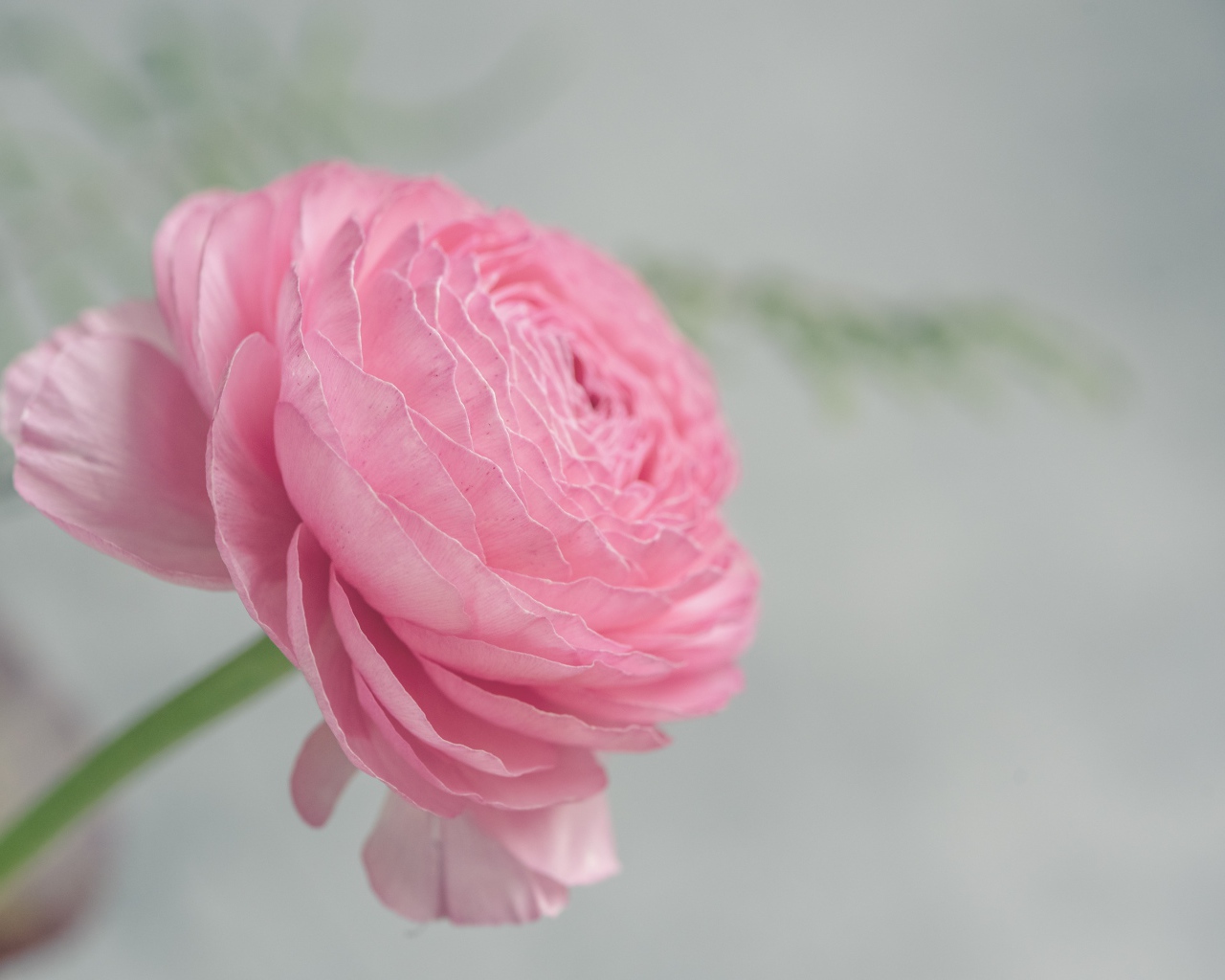 Розовый цветок лютика крупным планом