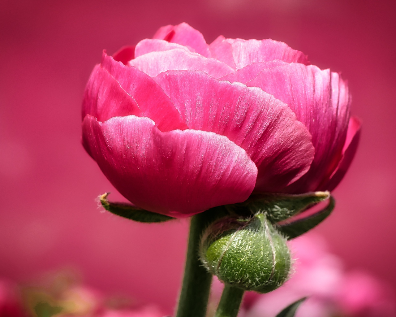 Розовый цветок лютика с бутоном на розовом фоне