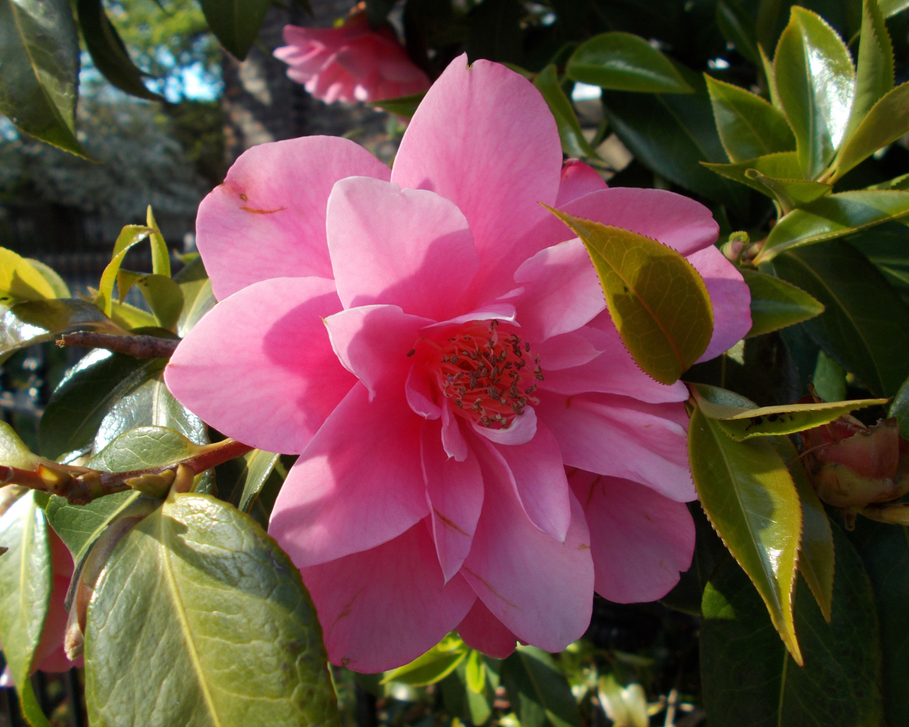 Розовые цветы камелия с зелеными листьями крупным планом 