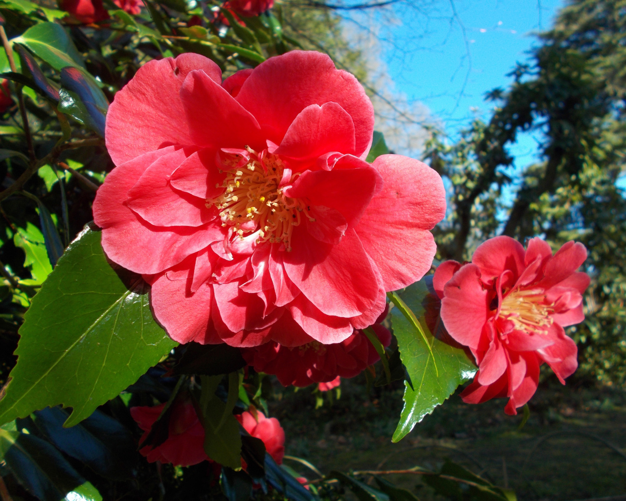 Розовые цветы камелии с зелеными листьями на ветке 
