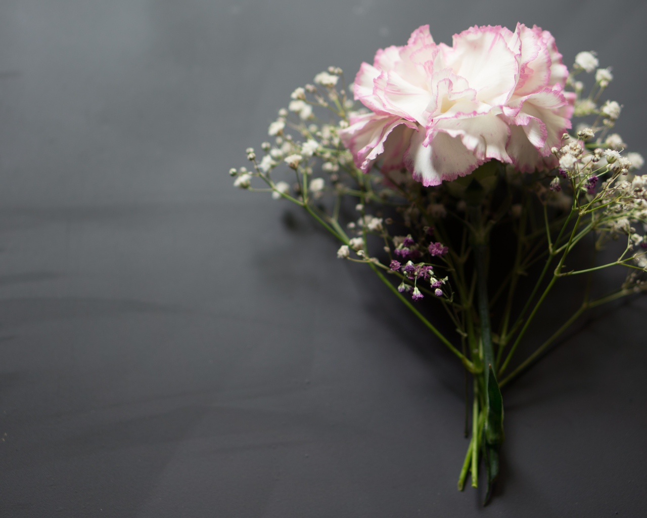 Розовый цветок гвоздики с цветами гипсофилы на сером фоне