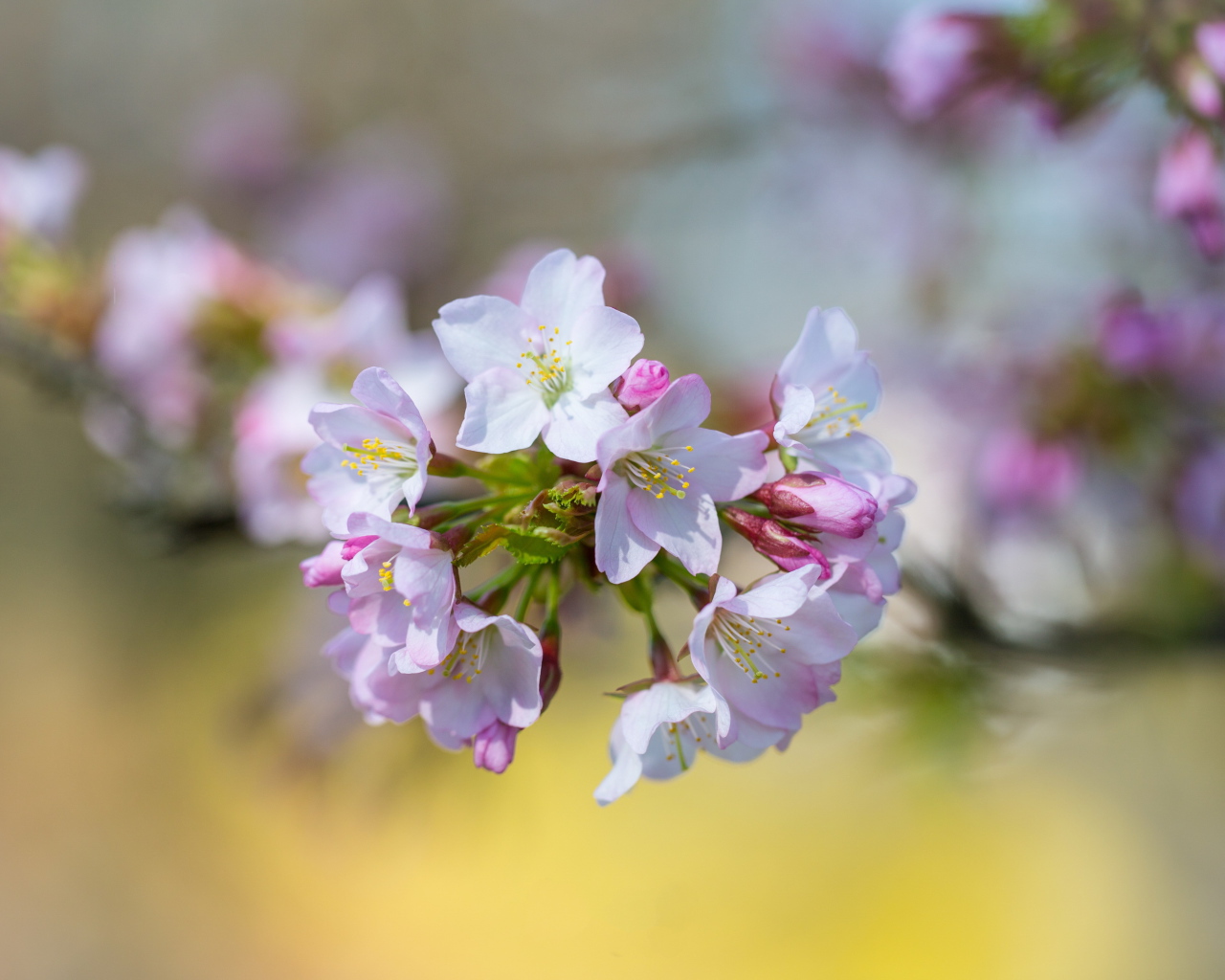 Розовые цветы черешни на ветке дерева