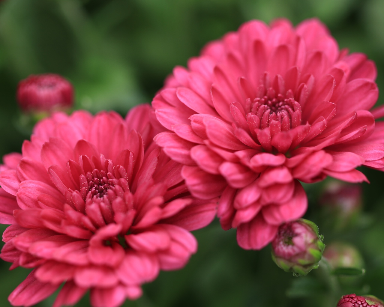 Розовые цветы хризантемы с бутонами крупным планом