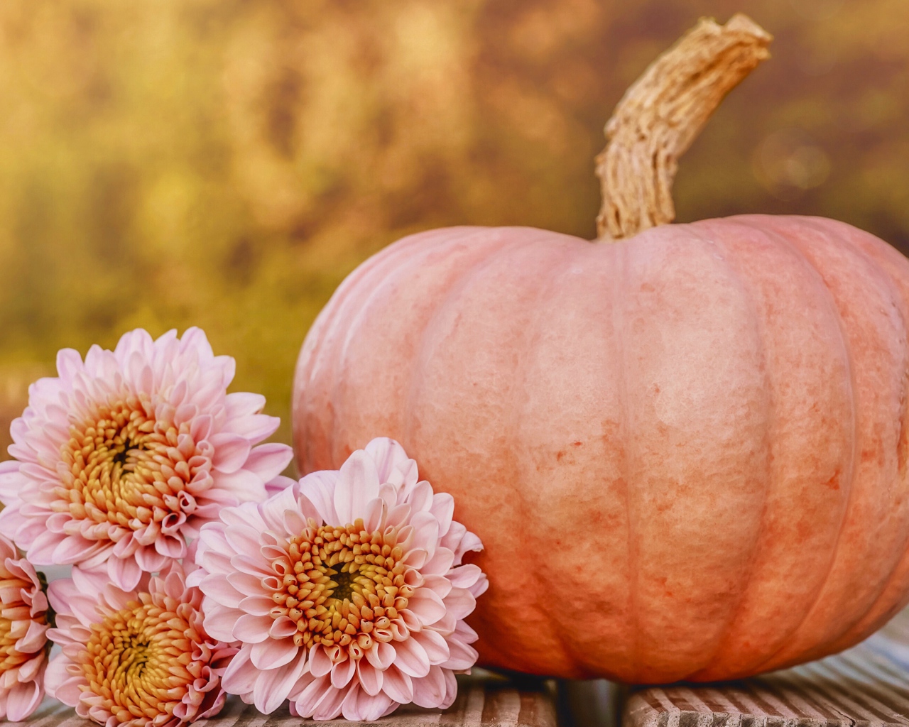 Розовые цветы хризантемы с тыквой 