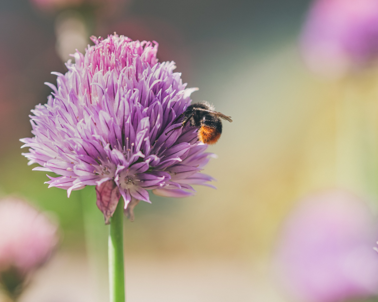 Розовый цветок клевера крупным планом летом