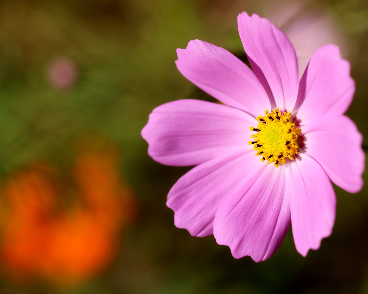 Розовый цветок космеи с желтой серединкой 