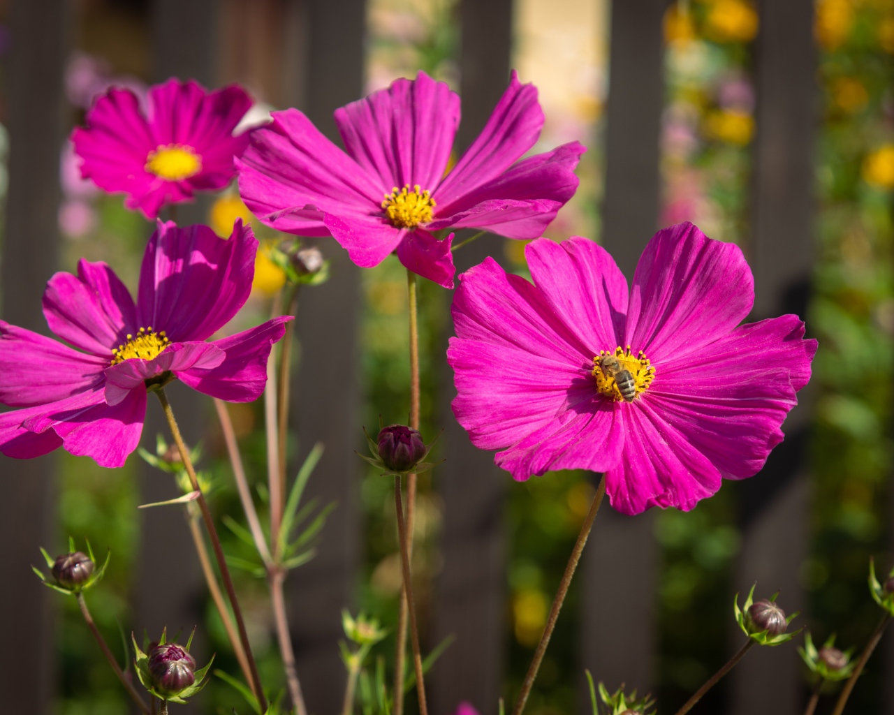 Розовые цветы космеи с бутонами на клумбе