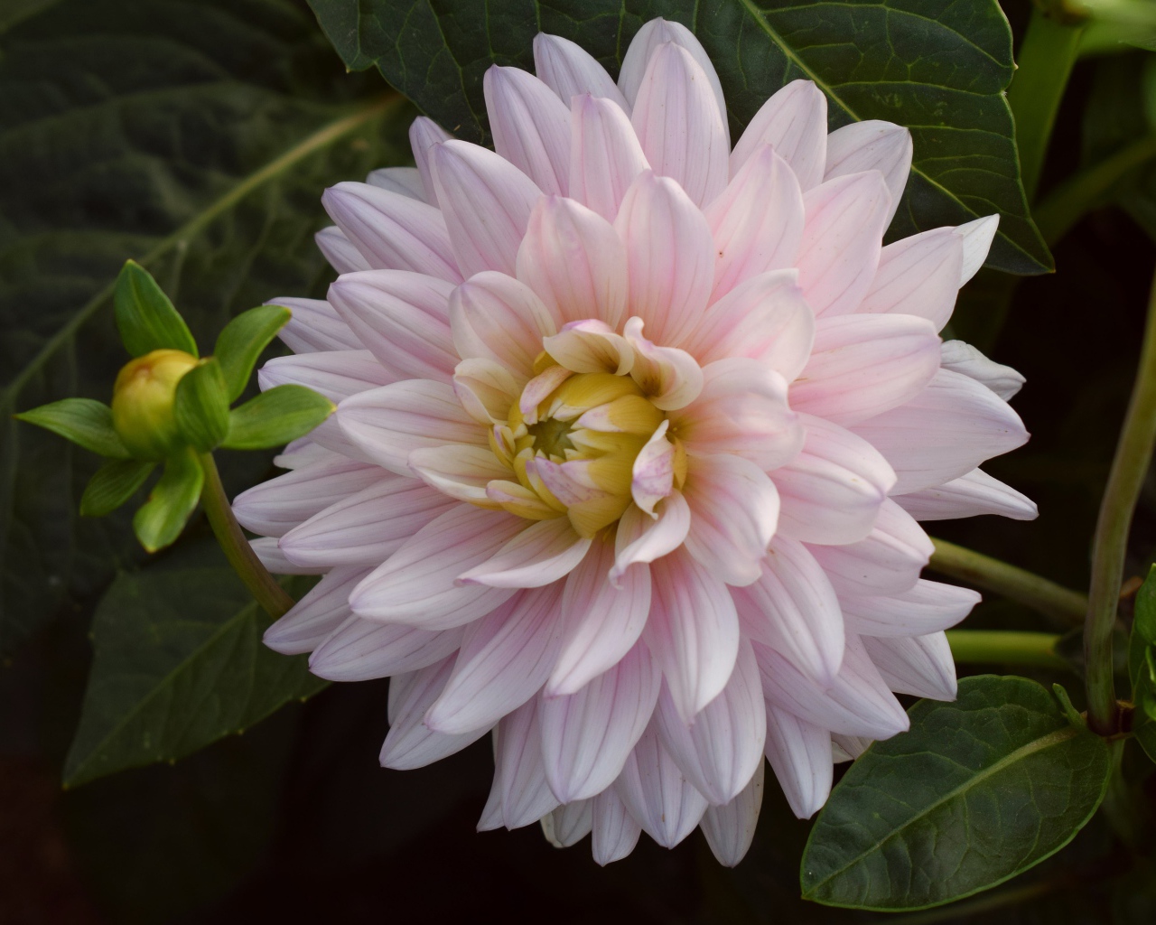 Розовый цветок георгина  зелеными листьями 