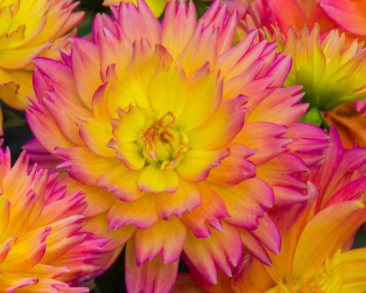 Розовые цветы георгина с желтой серединкой