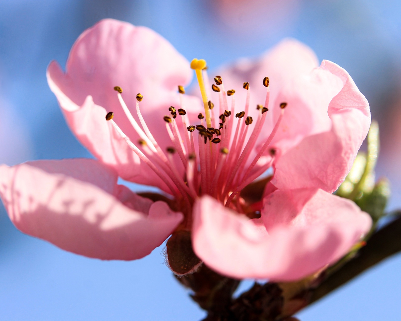 Розовый нежный цветок на ветке персика