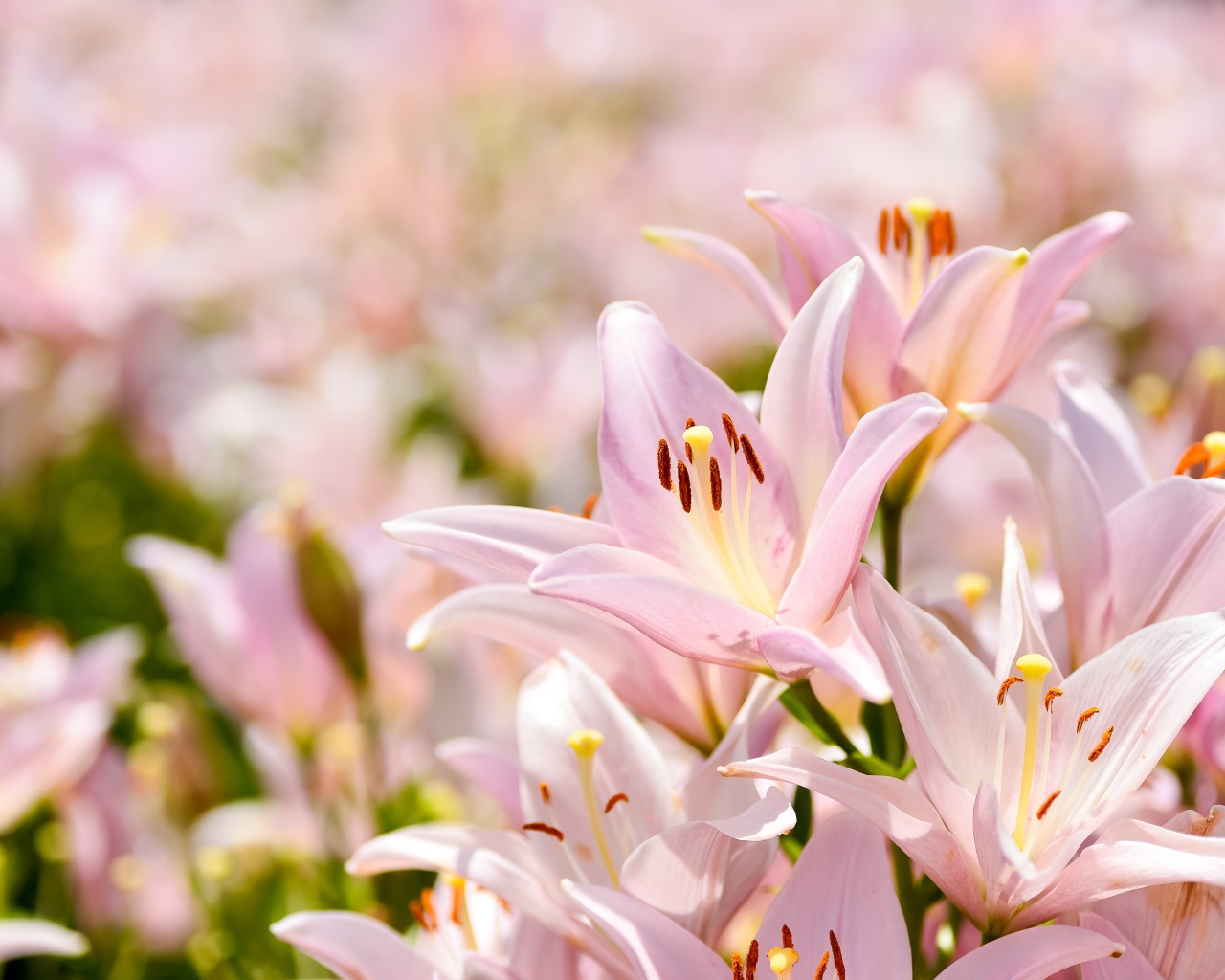 Розовые цветы нежной лилии крупным планом 