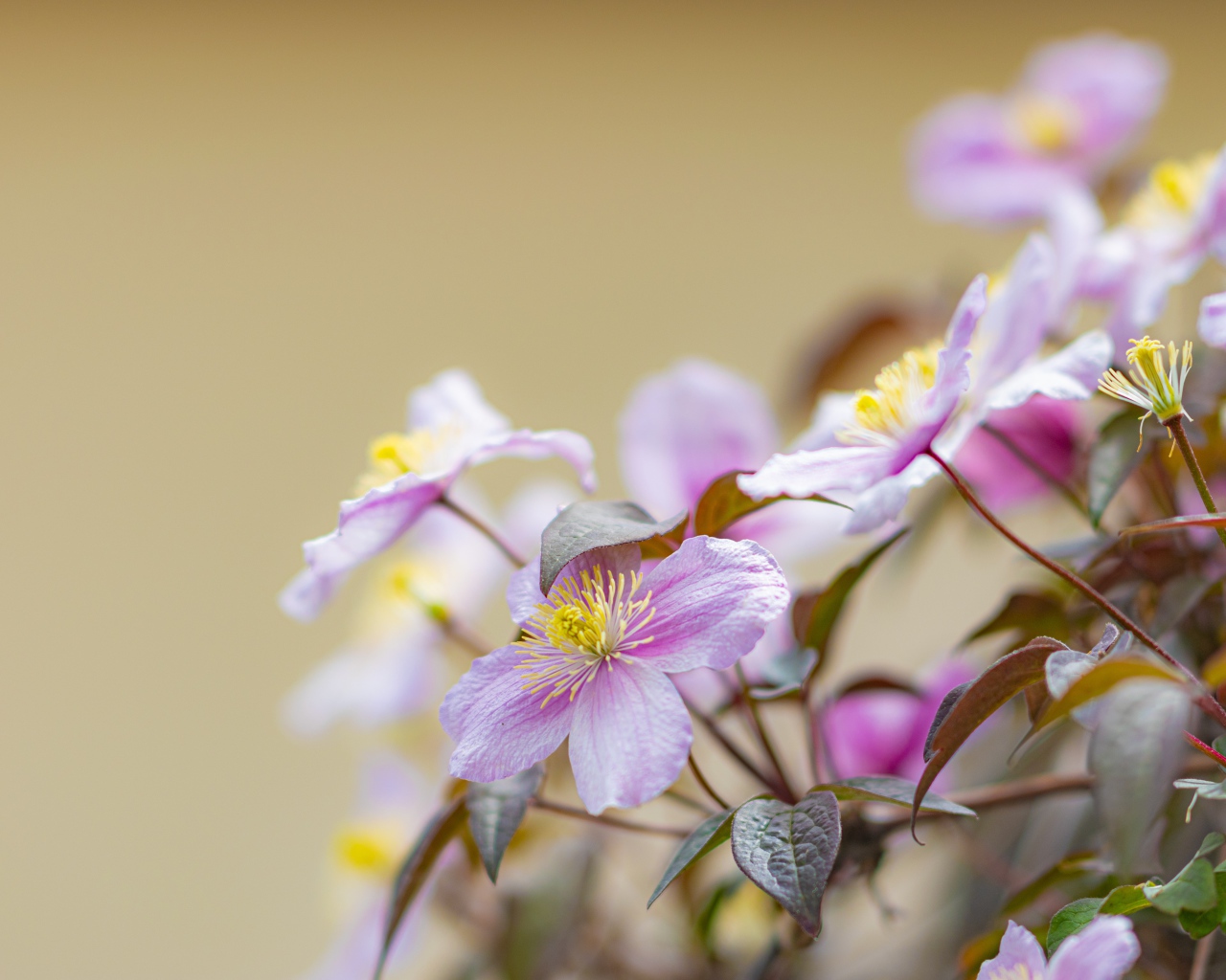 Розовые цветы клематиса на клумбе 