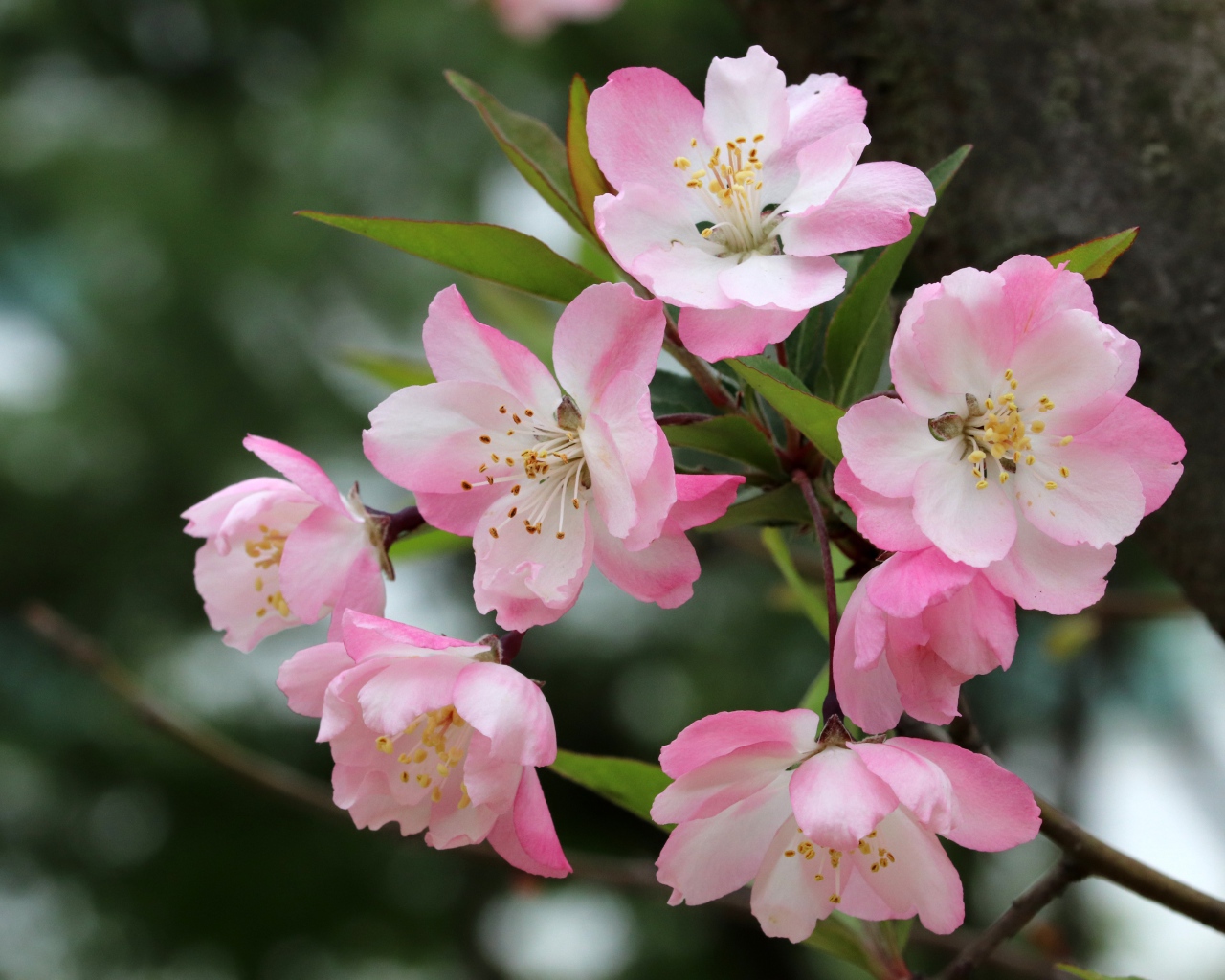 Розовые цветы на ветке с зелеными листьями
