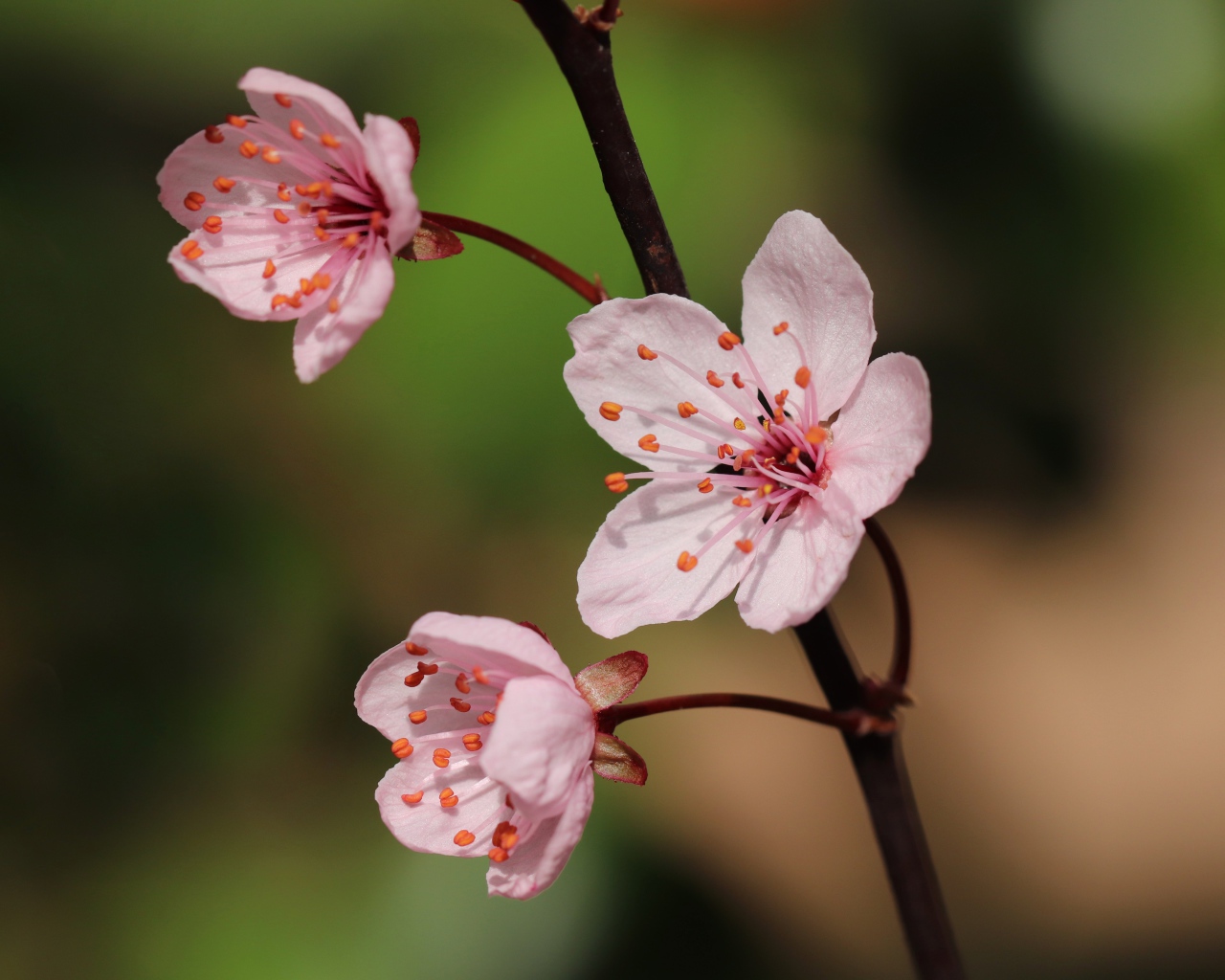 Розовые цветы на тонкой ветке 