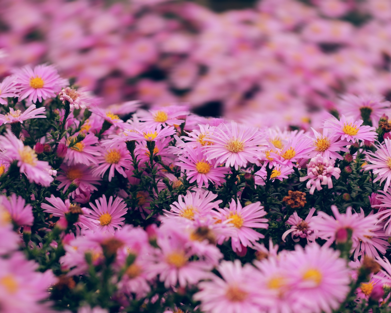 Розовые цветы сентябринка крупным планом 