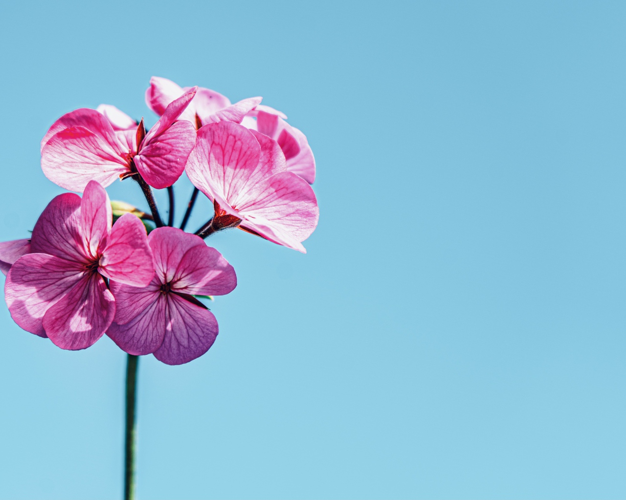 Розовые цветы герани на голубом фоне 