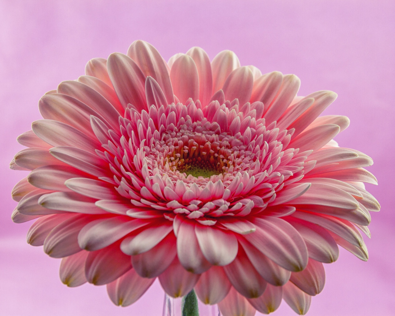 Розовый цветок герберы на розовом фоне
