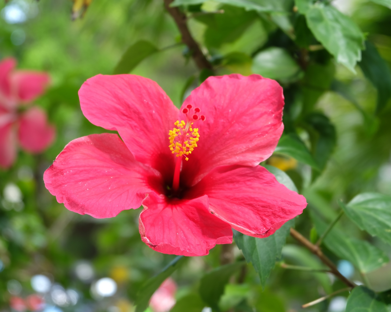 Розовый цветок гибискуса крупным планом на клумбе