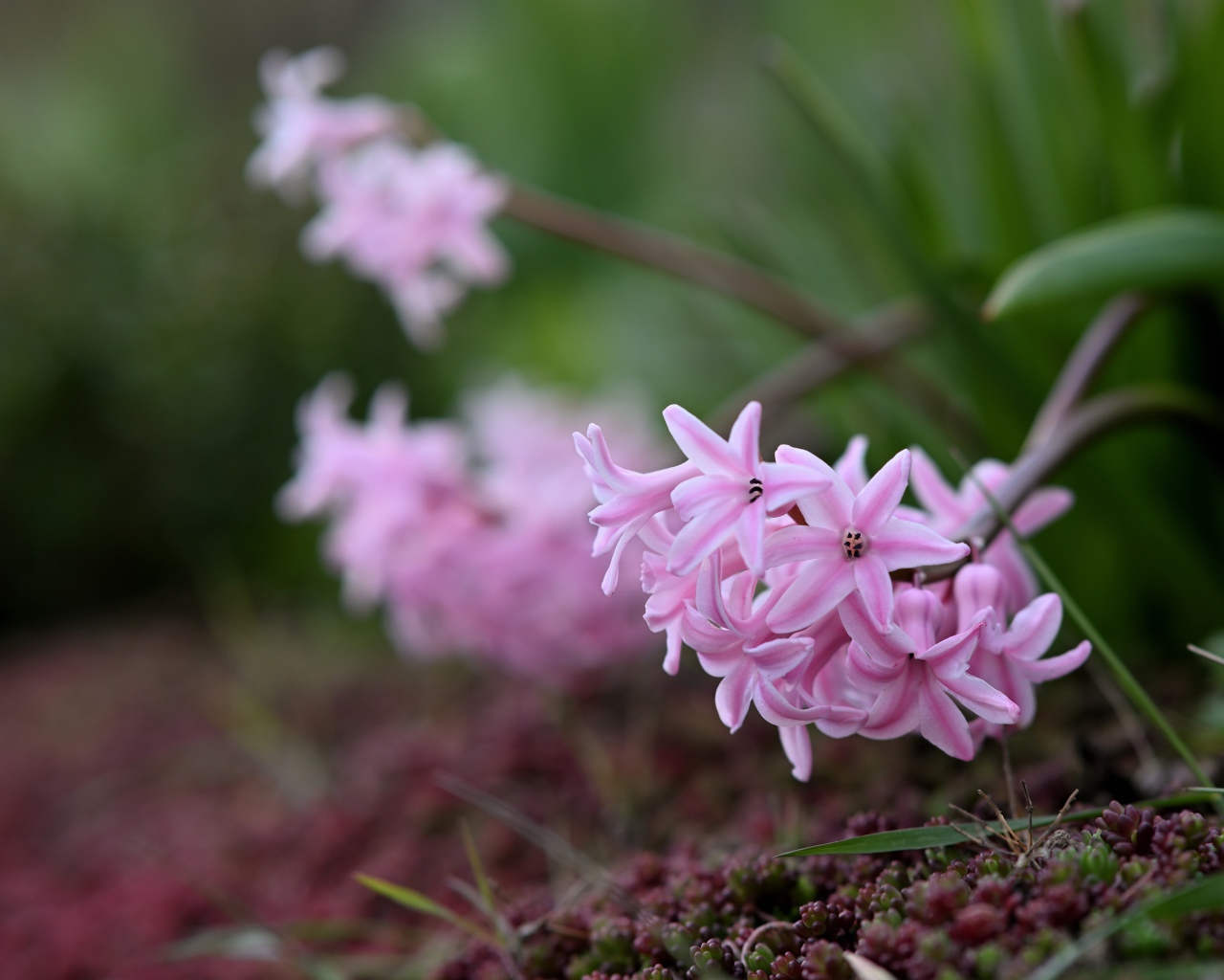 Розовые гиацинты на клумбе весной