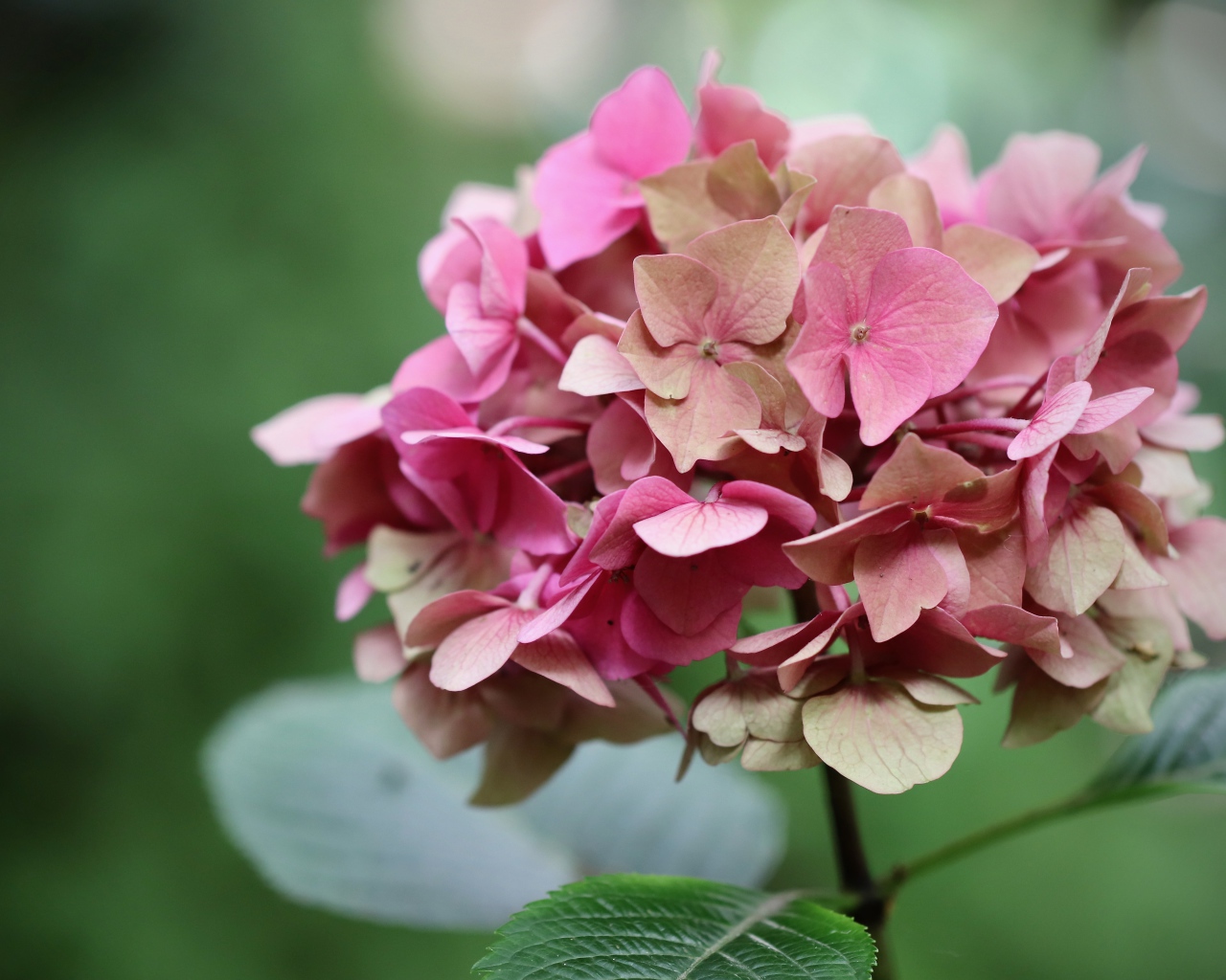 Розовый цветок гортензии крупным планом