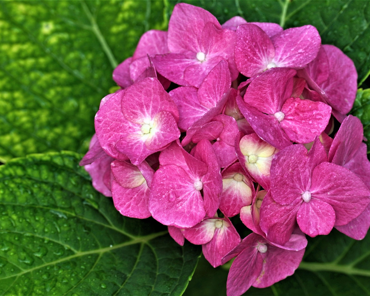 Розовый цветок гортензии с зелеными листьями 