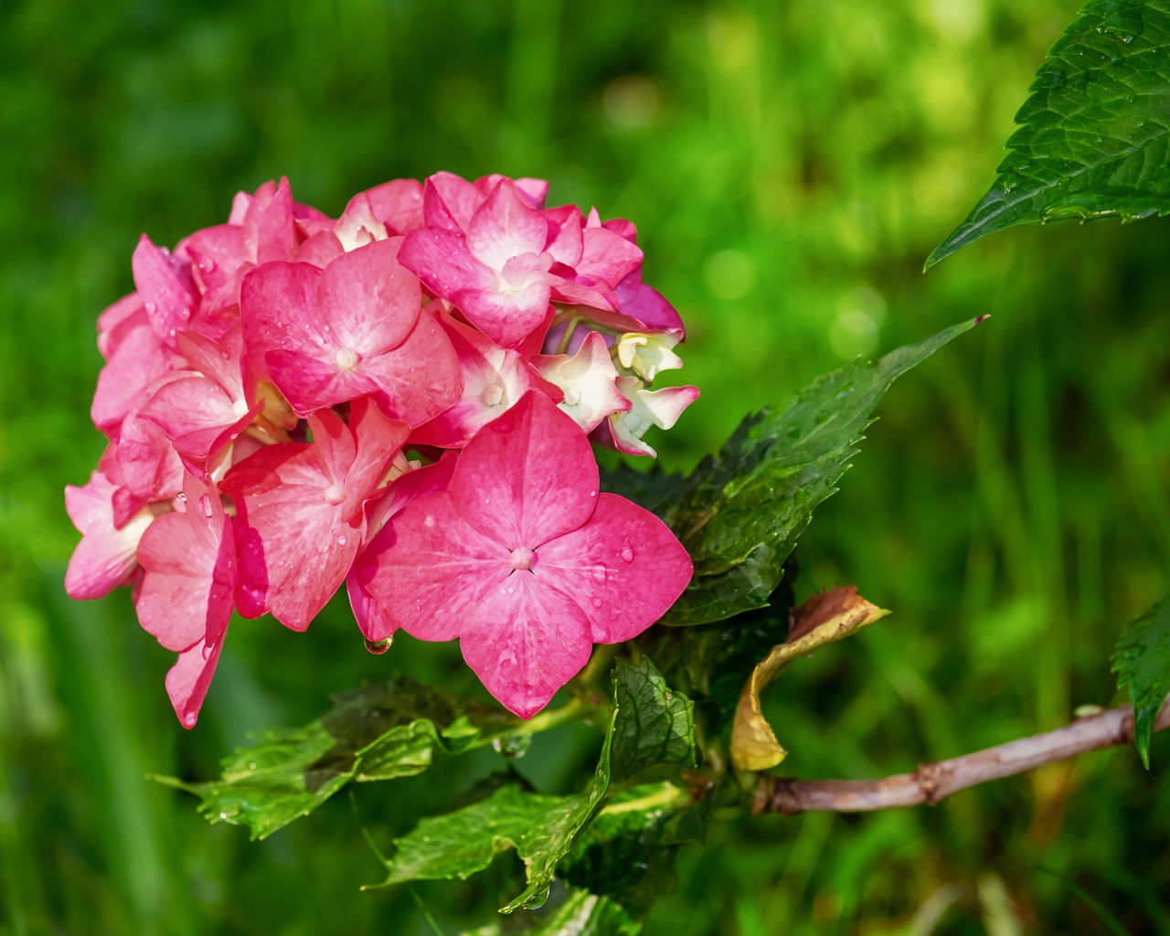 Розовые цветы гортензии в зелеными листьями