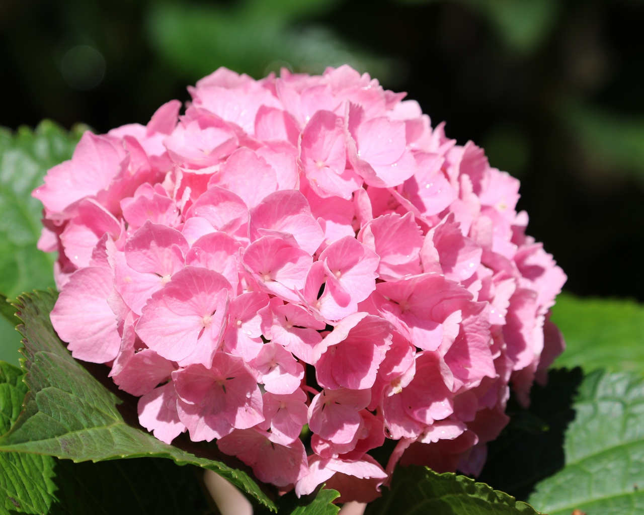 Розовые цветы гортензии с зелеными листьями крупным планом 