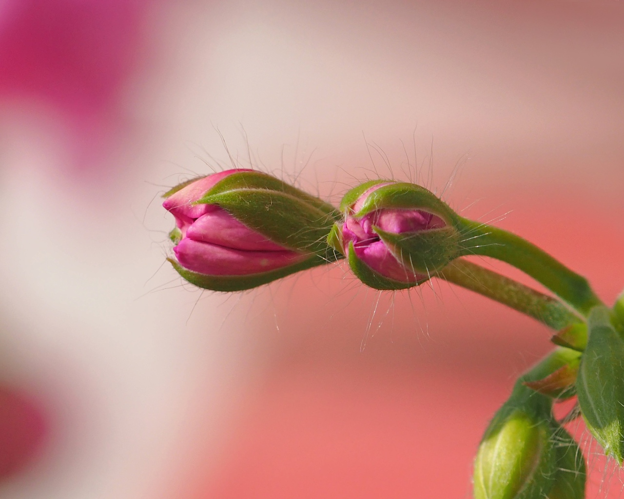 Розовый комнатный цветок герани распускается