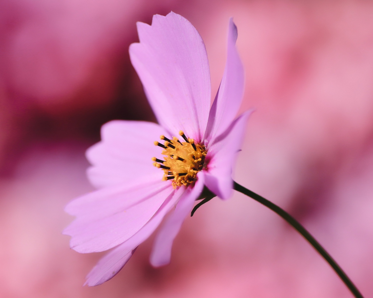 Розовый цветок космея крупным планом на розовом фоне