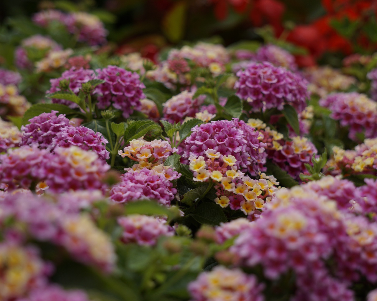 Розовый цветы Лантана на клумбе 