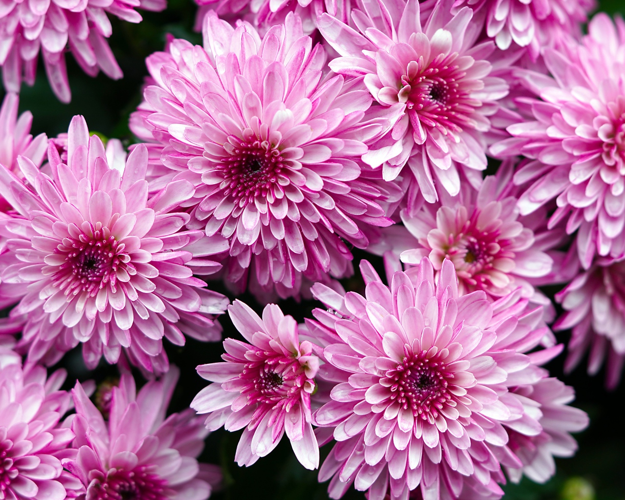 Розовые крупные хризантемы крупным планом 