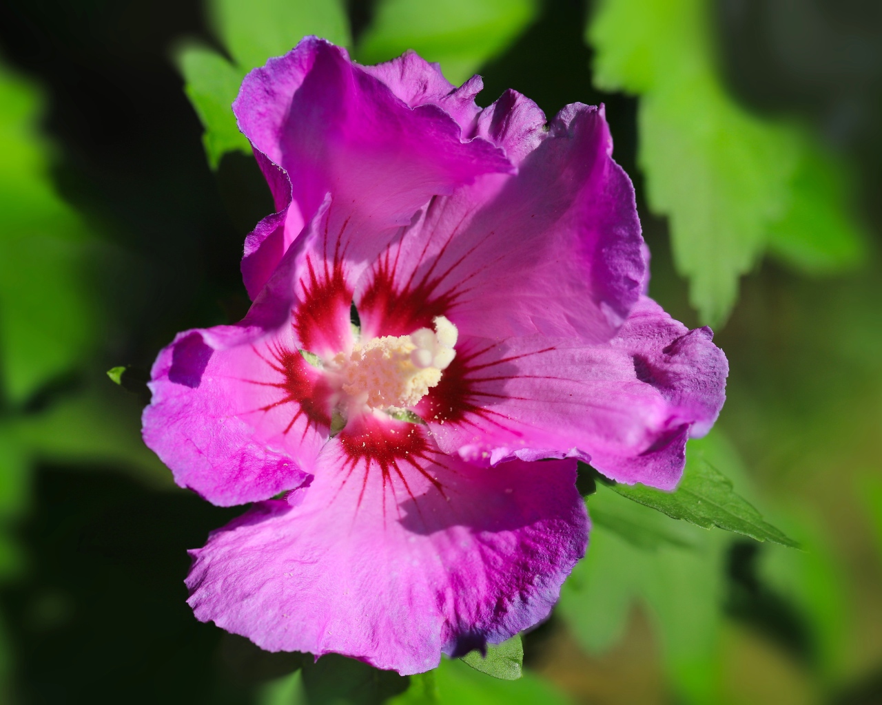 Розовый цветок лаватера с зелеными листьями крупным планом