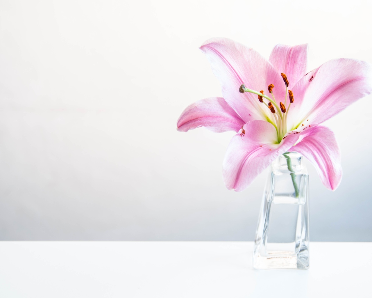 Розовый цветок лилии в вазе на сером фоне