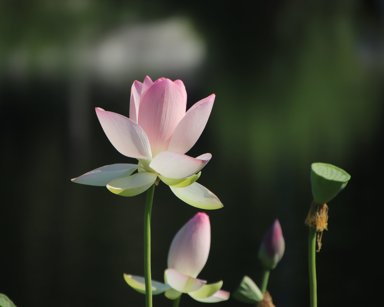 Розовый цветок лотоса с бутонами в лучах солнца 