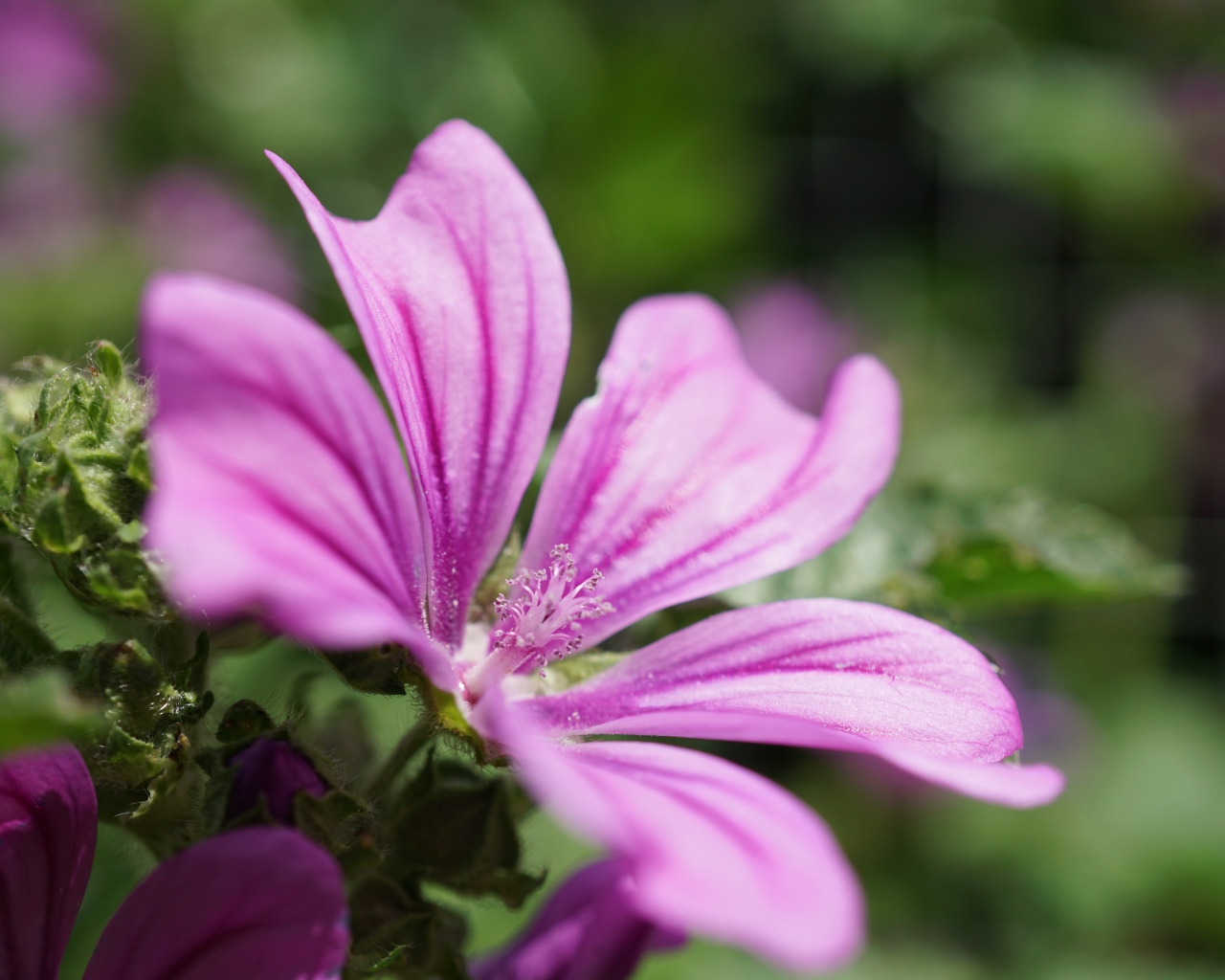 Розовый цветок мальва крупным планом  на клумбе