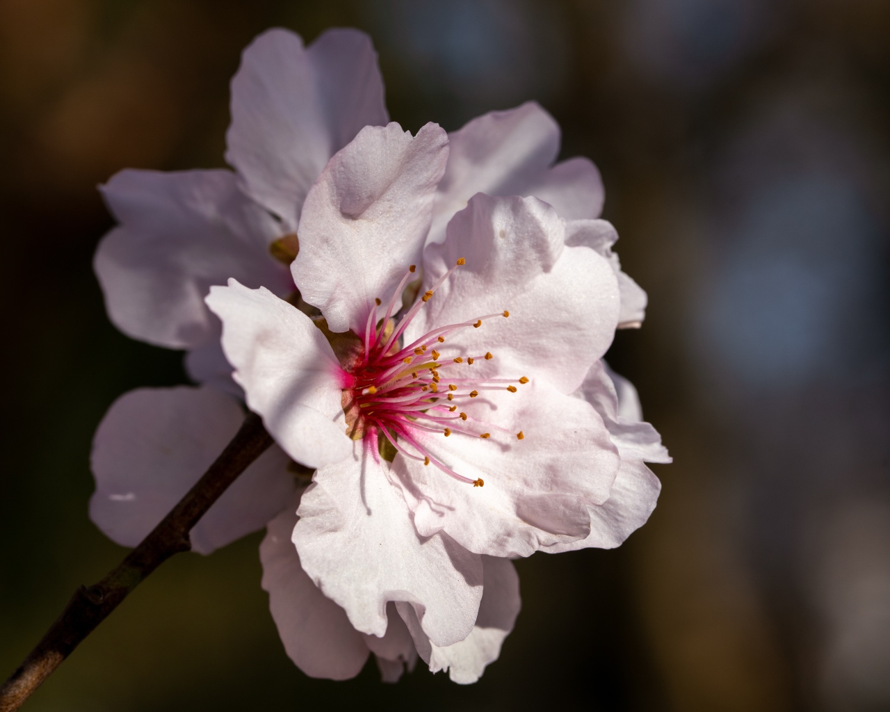 Розовый цветок персика крупным планом