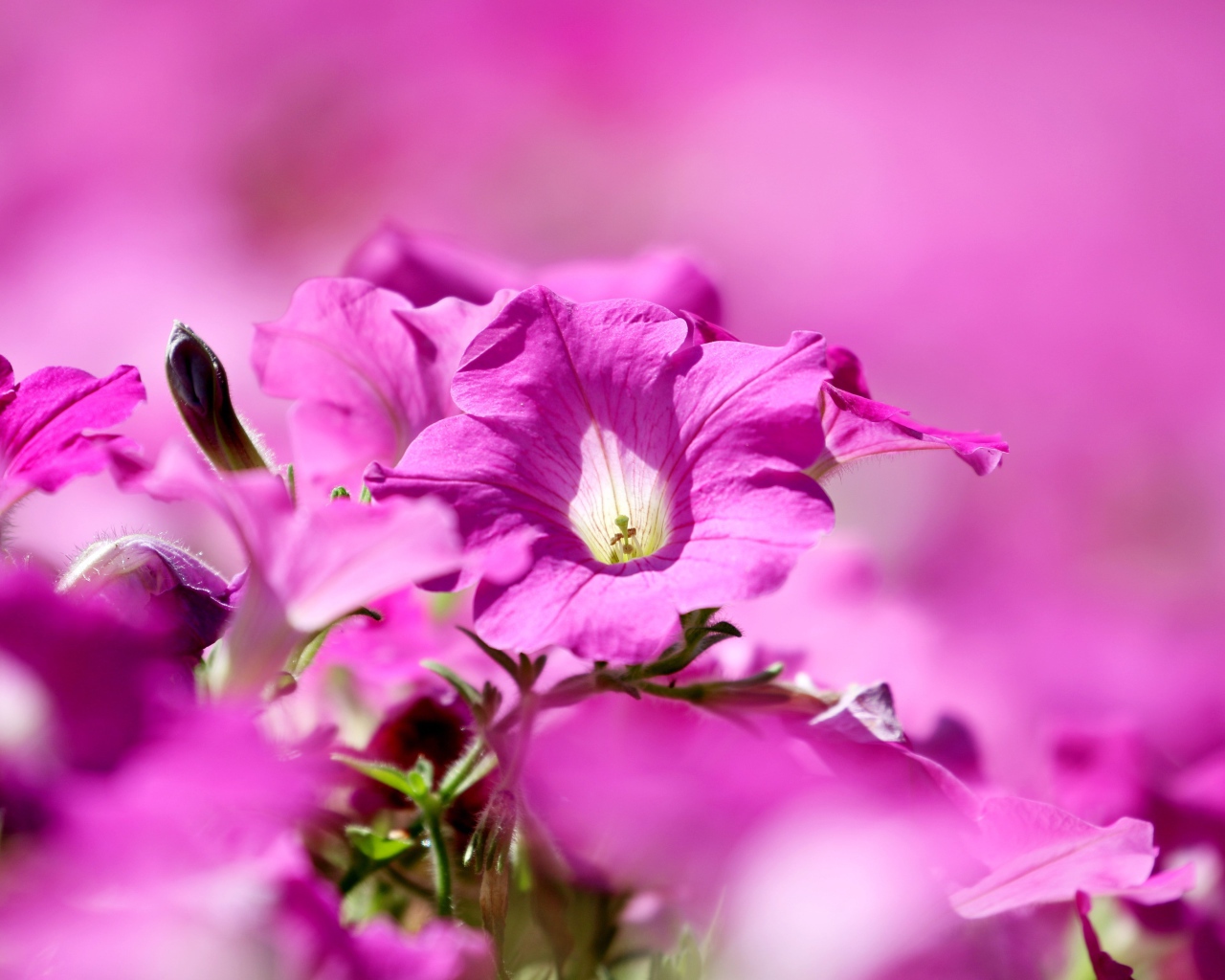 Розовые цветы петуния крупным планом 