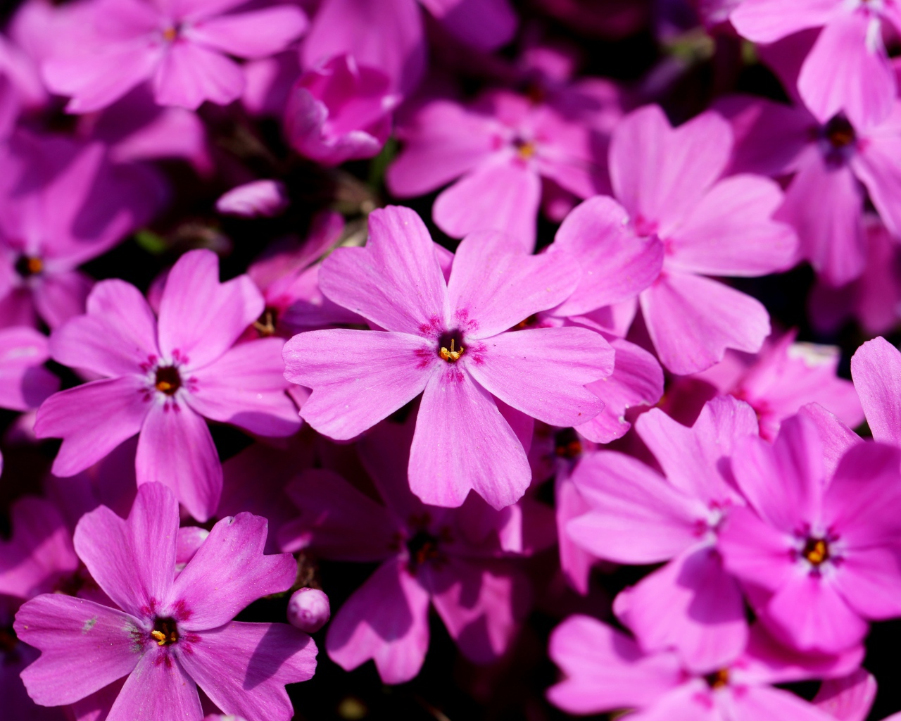 Розовые цветы флоксы крупным планом в лучах солнца 