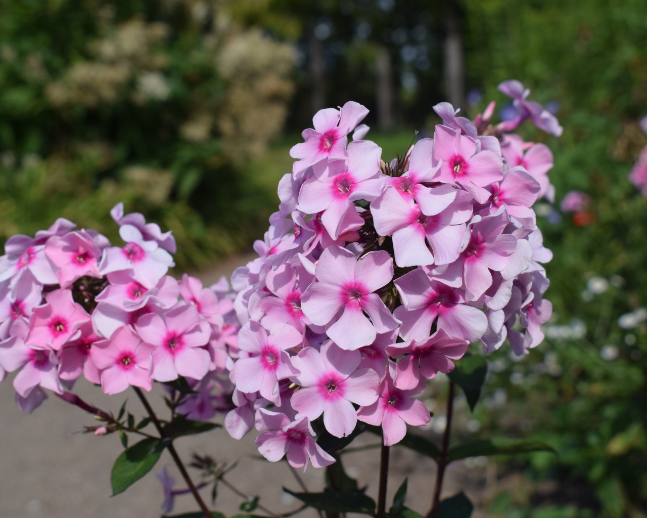 Розовые цветы флоксы на клумбе крупным планом