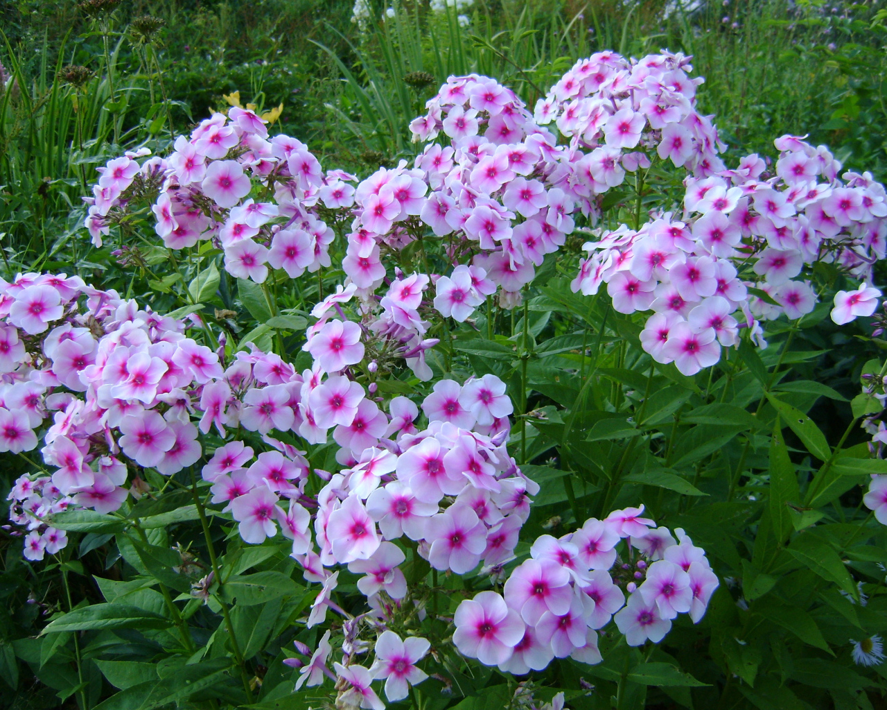 Розовые цветы флокса с зелеными листьями на клумбе