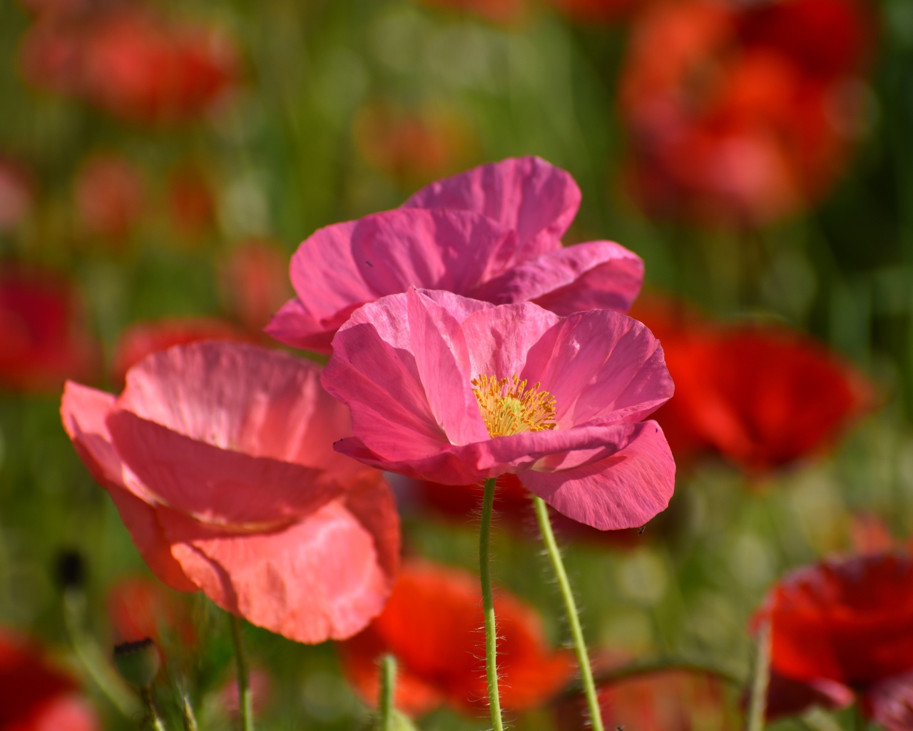 Розовые маки в лучах солнца на поле 